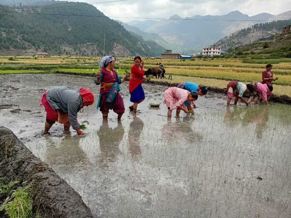 जेठ महिना लागेसँगै जुम्लाका क्रिशान कलिमार्सी धान रोप्नमा व्यस्त।