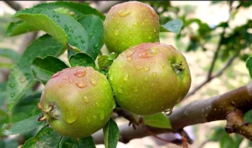 जुम्लाबाट यस वर्ष ३३ करोडभन्दा बढी मूल्यको स्याउ बिक्री, किसानको आयमा उत्साहजनक वृद्धि