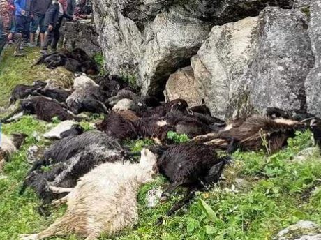 जुम्लामा चट्याङले ठूलो क्षति : १९७ भेडा मृत, एक किसान घाइते