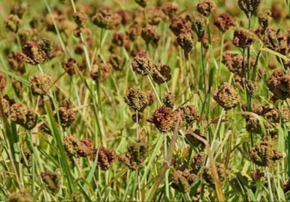 जुम्लामा ३८५० मेट्रिकटन कोदो उत्पादन, पहिलो पटक मनाइयो राष्ट्रिय कोदो दिवस